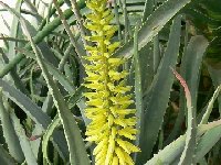 Aloe vera JLcoll.385 (proceeding from clones collected in distinct parts of the world to make seeds in the nineties in the Canary Islands)